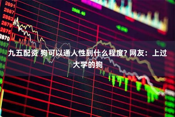 九五配资 狗可以通人性到什么程度? 网友：上过大学的狗