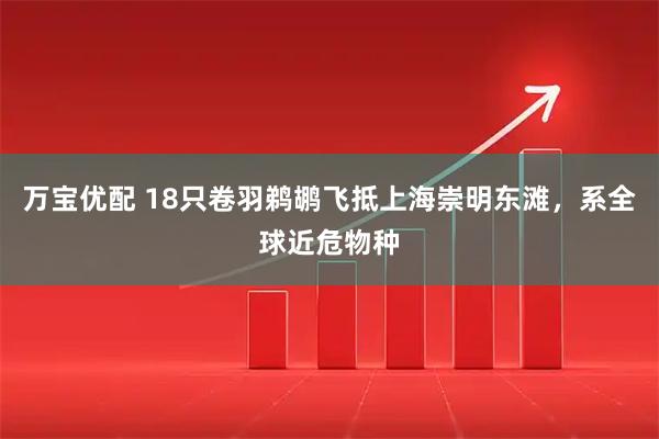 万宝优配 18只卷羽鹈鹕飞抵上海崇明东滩，系全球近危物种